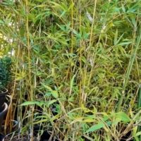 Several Bambusa 'Boniopsis' Clumping Bamboo plants with tall green stalks and lush leaves are displayed outdoors in 12" pots.