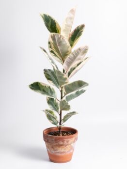 A lush Nephrolepis ‘Sword Fern’ in a 5” pot is displayed against a plain white background.