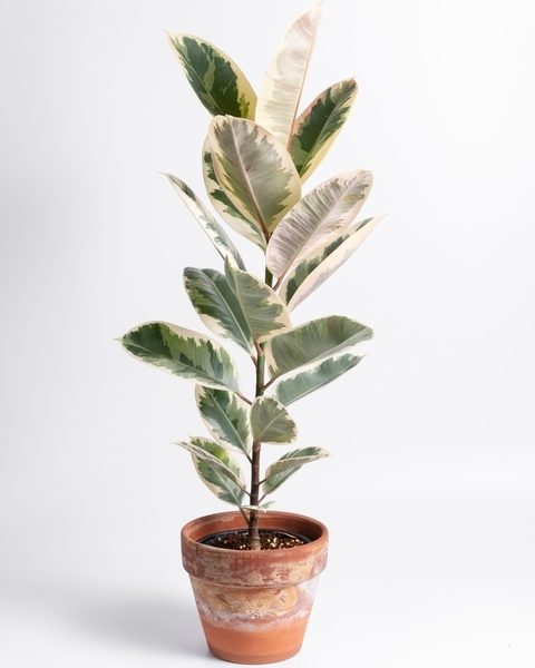 A lush Nephrolepis ‘Sword Fern’ in a 5” pot is displayed against a plain white background.