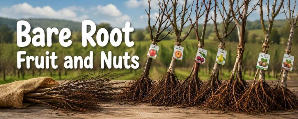 Bare-Rooted Plants, including various fruit and nut tree saplings, are lined up on a wooden surface outdoors, each tagged for identification; a hessian sack and a rural landscape serve as the backdrop.