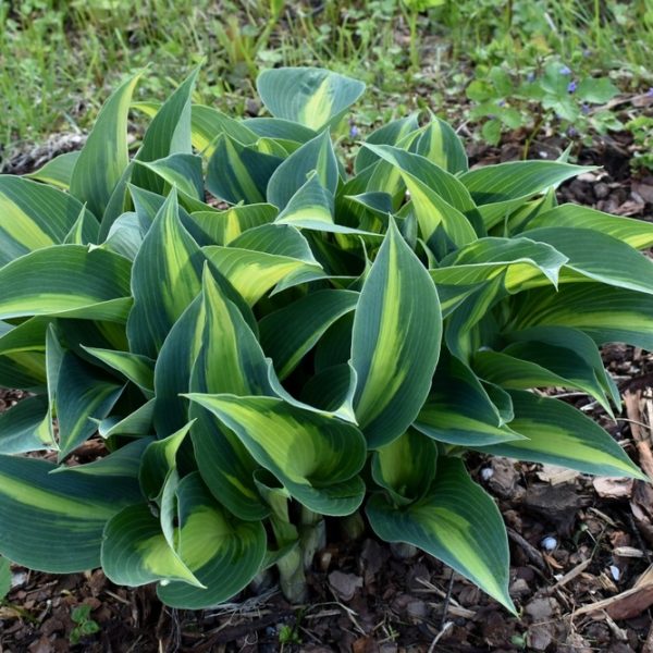 A hosta plant with dark green leaves featuring light green centers grows in soil covered with mulch and scattered greenery.
