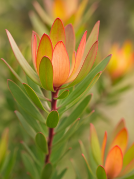 Close-up of Leucadendron 'Cream Delight' in a 6" pot, showcasing upright green leaves with orange-tipped bracts set against a softly blurred natural background.