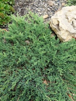 A Juniperus procumbens 8” Pot, with green foliage, spreads beside a large beige rock on small gray pebbles and is surrounded by other greenery. This attractive Juniper plant comes in an 8-inch pot.