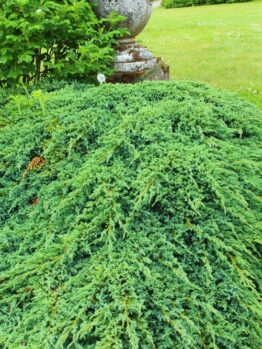 Juniperus ‘Himalayan/Flaky’ Juniper in 8” pots forms dense green shrubs spreading beside a stone path with steps, surrounded by grass and other plants in a landscaped garden.