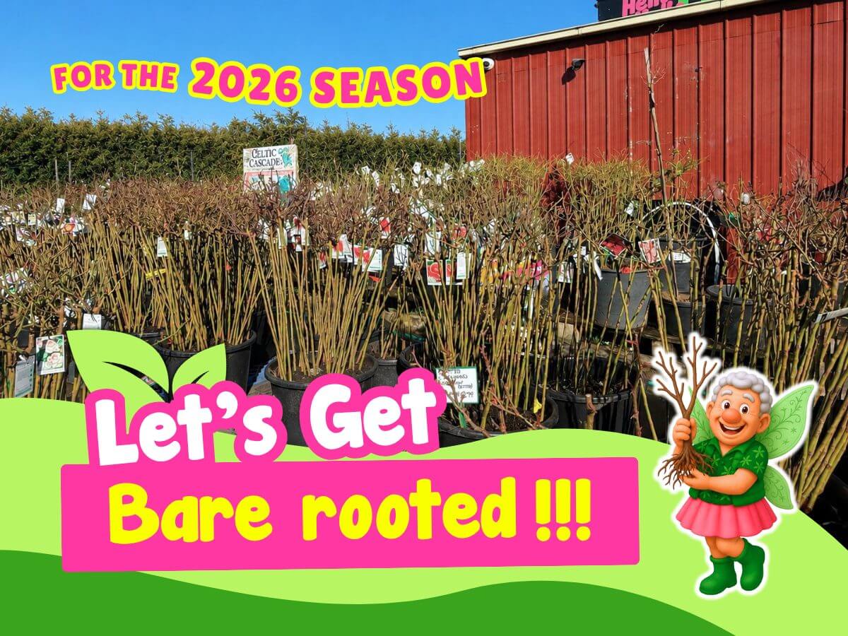 Rows of Bare-Rooted Plants are displayed outdoors near a red building, with signs advertising "For the 2026 Season" and "Let's Get Bare-rooted!!!" alongside a cartoon fairy holding branches.