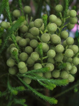 Berzelia 'Buttonbush Snow' features small, round green buds with needle-like evergreen foliage, beautifully arranged in a 6" pot.
