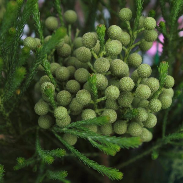 Berzelia 'Buttonbush Snow' features small, round green buds with needle-like evergreen foliage, beautifully arranged in a 6" pot.