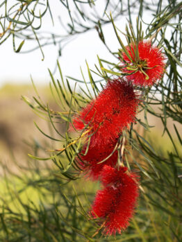 Pandorea ‘Springbrook Belle’ in a 6” Pot features lush green leaves and stunning blooms, ideal for brightening up your garden or pairing with red bottlebrush flowers for a vibrant outdoor display.