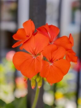 Close-up of Pelargonium 'Orange' Geranium in bloom, featured in a 6” pot with a blurred background and black metal bars behind it.