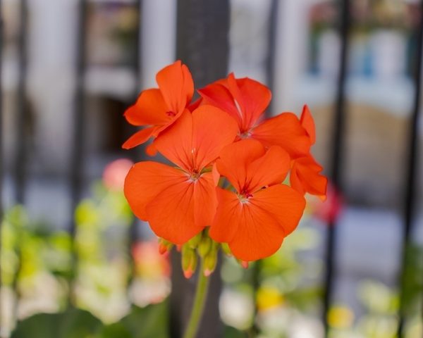 Close-up of Pelargonium 'Orange' Geranium in bloom, featured in a 6” pot with a blurred background and black metal bars behind it.