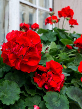 Pelargonium 'Red' Geranium in a 6” pot features vivid red blooms and lush green leaves, perfect for brightening a window box beside a white-framed window.