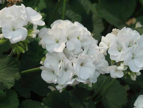 Clusters of red Pelargonium 'Red' Geranium flowers in a 6” pot, set against lush green leaves.