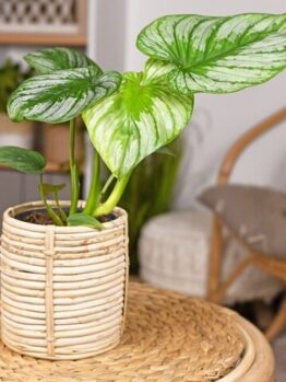 The Philodendron gloriosum ‘Velvet Philodendron’ in a 5” pot features large, green, heart-shaped leaves and sits on a woven surface, perfectly complementing your neutral decor.