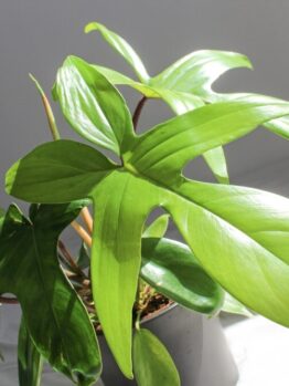 A Philodendron ‘Red Bristle’ in a 5” pot features large, glossy green leaves and thrives indoors with bright natural sunlight.
