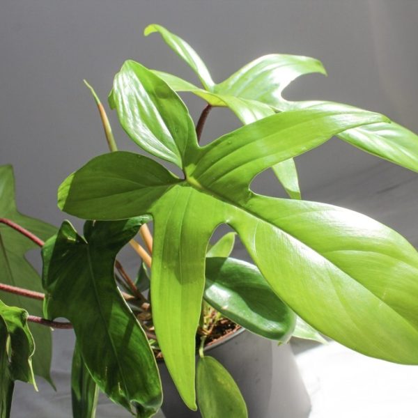 A Philodendron ‘Red Bristle’ in a 5” pot features large, glossy green leaves and thrives indoors with bright natural sunlight.