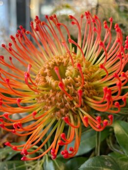 Leucospermum 'Calypso® Red' in a 6" pot features vibrant red and yellow pincushion blooms with green foliage in the background.