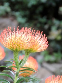 Close-up of Leucospermum 'Calypso® Red' in a 6" pot, showcasing vibrant orange-red pincushion blooms and green leaves against a blurred natural background—an ideal choice for adding bold color to your garden.