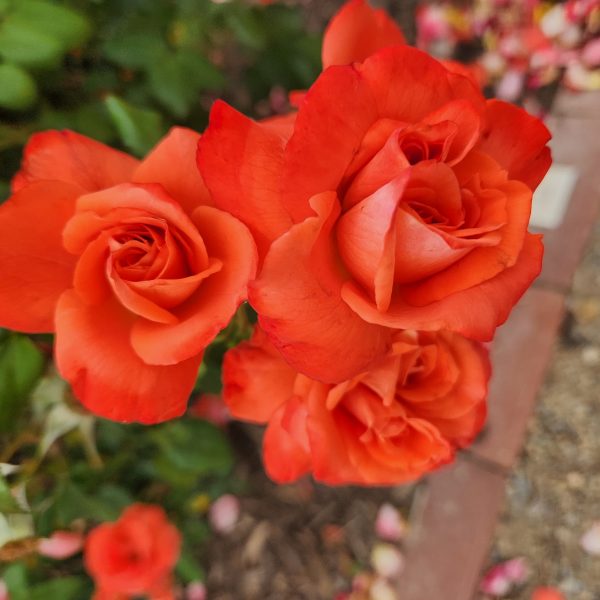 Close-up of four vibrant orange Rose 'Paul Cezzane®' Delbard Bush Form blooms with green leaves, set against a blurred garden background featuring soil and scattered petals.