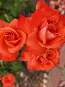 Close-up of four vibrant orange Rose 'Paul Cezzane®' Delbard Bush Form blooms with green leaves, set against a blurred garden background featuring soil and scattered petals.