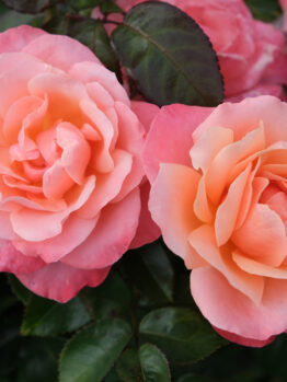 Two 'Megan Louise' rose bushes in full bloom display vibrant pink flowers and green leaves, with additional roses visible in the background.