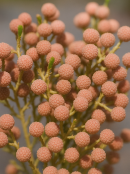Close-up of round, textured orange-brown seed pods on thin yellow stems with green shoots. Berzelia 'Buttonbush Rose' in a 6" pot adds unique texture to any collection.