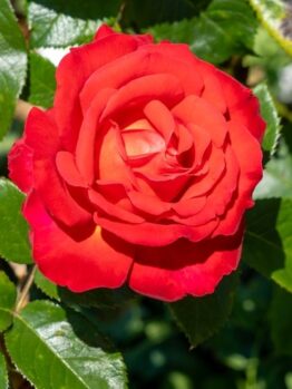A close-up of the vibrant Rose 'Megan Louise' Bush Form (Copy) in full bloom, with lush green leaves glistening in the sunlight.