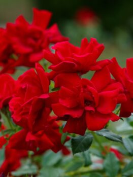 A cluster of Rose 'Moulin Rouge®' Bush Form blooms displays rich red petals contrasted by lush green leaves.