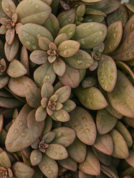 Close-up of overlapping, fleshy greenish-brown Sedum ‘Desert Black’ leaves with hints of pink and water droplets, highlighting their unique beauty in a 6” pot.