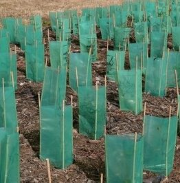 Rows of young plants are shielded by Tree Guard Plastic 450x400mm, green in color, placed in soil and mulch with dry grass visible behind.