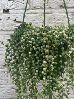 The Senecio ‘String of Pearls’ Variegated 8″ (Hanging Basket) features trailing, bead-like leaves that cascade gracefully against a white brick wall.