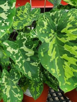 Alocasia ‘Hilo Beauty’ 7” Pots with striking variegated leaves are elegantly displayed on a dark mesh surface.