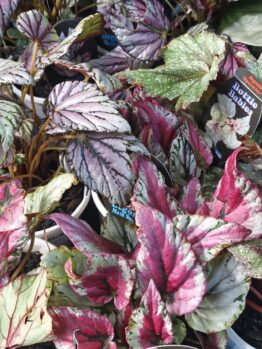 Begonia 'Assorted Varieties' 5" Pot features vibrant, variegated foliage in green, pink, and purple shades and comes with a plant label.
