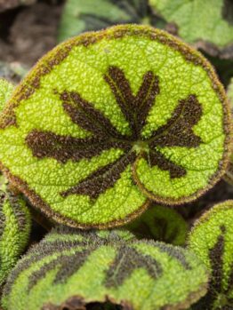 Close-up of green Begonia leaves with prominent dark brown markings and a textured, fuzzy surface.