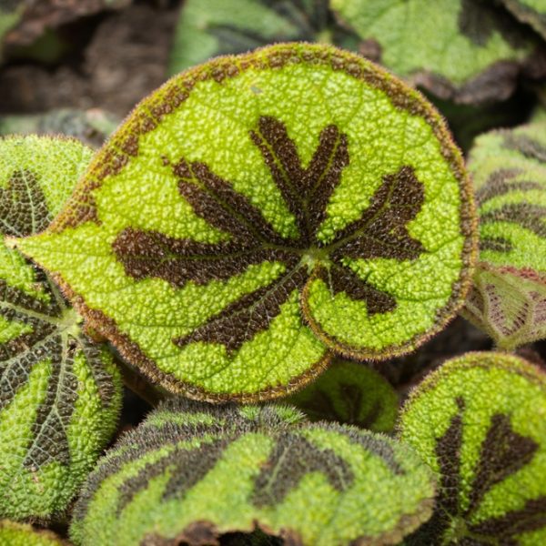 Close-up of green Begonia leaves with prominent dark brown markings and a textured, fuzzy surface.