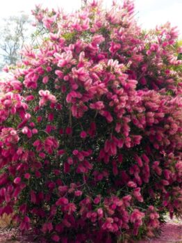 A large shrub with dense green foliage covered in numerous bright pink bottlebrush-shaped flowers, growing next to a wire fence outdoors.