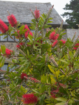 Red bottlebrush flowers and green foliage in the foreground with a stone building and windows in the background.