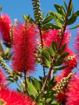 Close-up of vibrant red Callistemon ‘Carnival Watermelon’ flowers and green leaves on branches in a 6” pot, set against a clear blue sky.