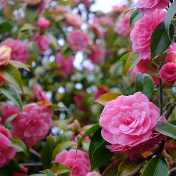 Camellia ‘Hari Withers’ in a 10” pot features vibrant pink blooms and lush green foliage, making it an excellent choice for striking garden displays.