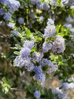 Close-up of Ceanothus Yankee Point’ 8” Pot featuring clusters of small, light purple flowers and green leaves in bright sunlight.