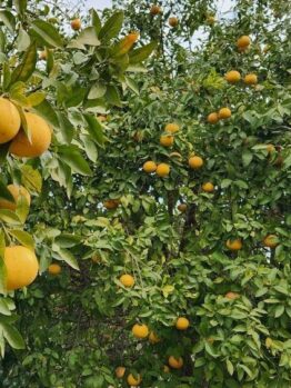 A tree with numerous ripe oranges growing among dense green leaves under a partly cloudy sky.