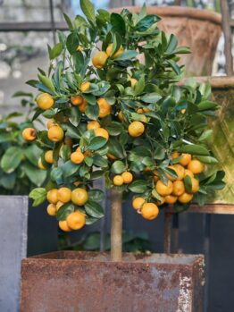 A small citrus tree with many ripe orange fruits growing in a square, rusty metal planter indoors.