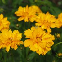 Coreopsis 'Sunray' 6" Pot features bright yellow flowers in full bloom with lush green foliage.