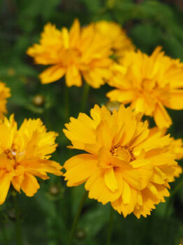 Coreopsis 'Sunray' 6" Pot features bright yellow flowers in full bloom with lush green foliage.