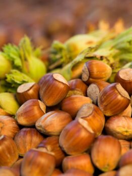 A cluster of hazelnuts, some with green husks, highlights the abundance produced by the Corylus 'Hazelnut Tree' (Copy).