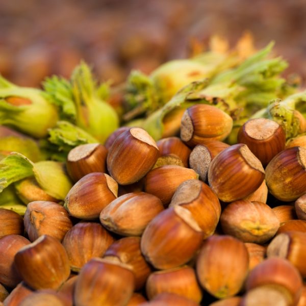 A cluster of hazelnuts, some with green husks, highlights the abundance produced by the Corylus 'Hazelnut Tree' (Copy).