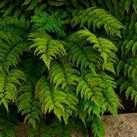 Close-up of green fern leaves growing densely together, with a bit of stone visible at the lower right corner.