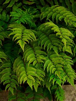 Close-up of green fern leaves growing densely together, with a bit of stone visible at the lower right corner.