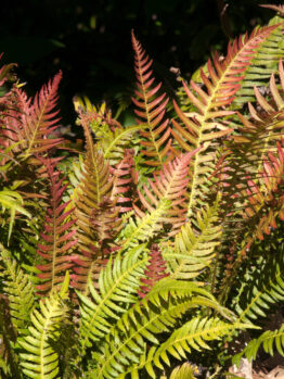 Several fern fronds with green and reddish leaves grow close together in sunlight, surrounded by soil and partially shaded by surrounding foliage.