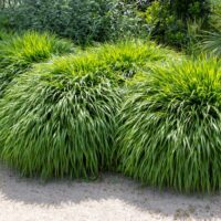 Three lush clumps of Hakonechloa 'Macra Green' ornamental grass, each in a 6" pot, feature long, narrow green leaves and thrive beside a sandy garden path.