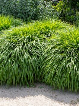 Three lush clumps of Hakonechloa 'Macra Green' ornamental grass, each in a 6" pot, feature long, narrow green leaves and thrive beside a sandy garden path.